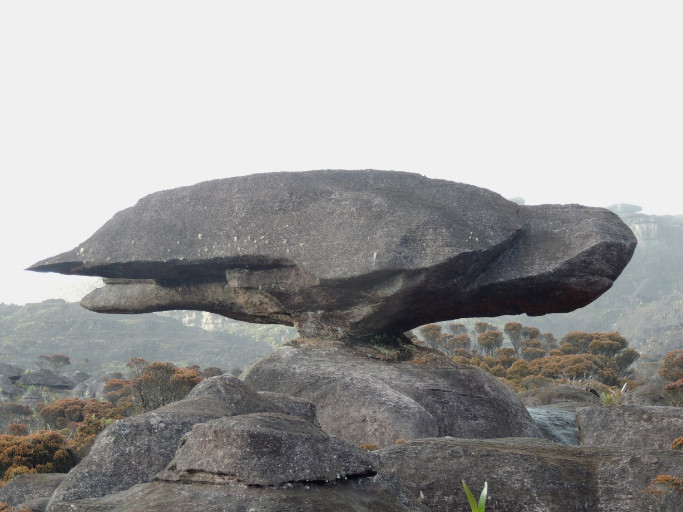 La Tortue du Roraima
