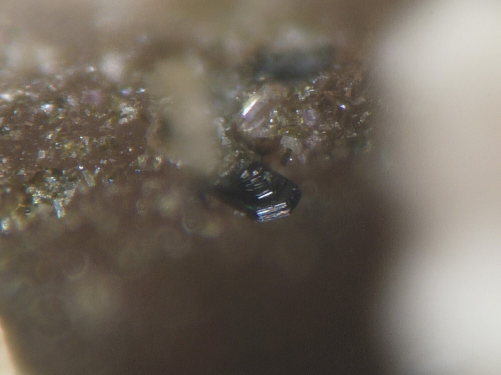 Wolfsriedite